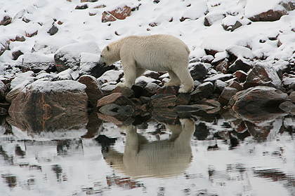 Polar bear , Amdrup havn  , image by Nanu Travel