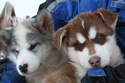 Puppies , image by Nanu Travel