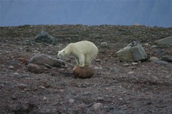 Polar bear , image by Per Jessen