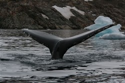 Humpbackwhale in Rosenvinges bugt , image by Nanu Travel