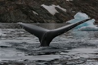 Humpbackwhale