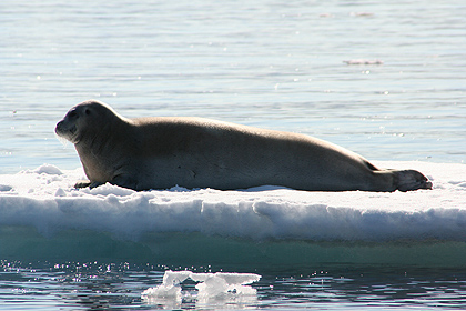 Bearded seal , image by Nanu Travel