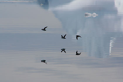 Little auks , image by Nanu Travel