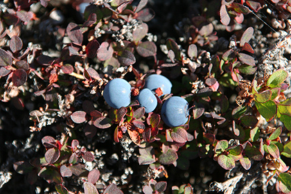 Blueberries , image by Nanu Travel