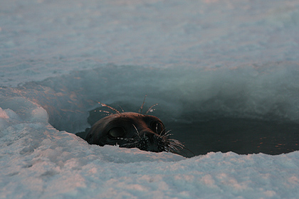 Seal in hole , image by Nanu Travel