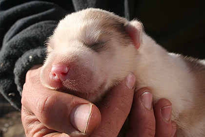 Newborn puppy ,  image by Nanu Travel