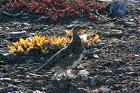 Grouse/Ptarmigan , image by Nanu Travel