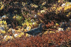 Ptarmigan , image by Nanu Travel