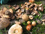 Mushrooms , Jamesonland . Image by Gary Rolfe