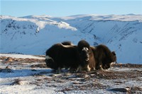 Muxk oxen , winter . Image by Nanu Travel