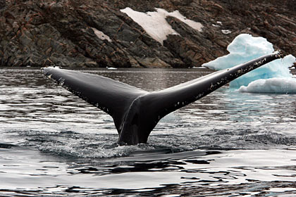 Humpbackwhale outside Ittoqqortoormiit , image by Nanu Travel