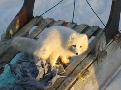 Arctic fox on the sled !