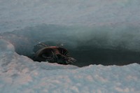 Ringed seal in breathinghole , image by Nanu Travel