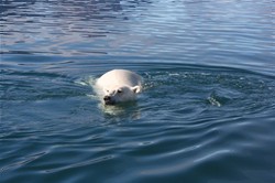 Swimming polarbear , image by Nanu Travel ApS