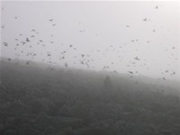 Thousands of Little Auks in the fog